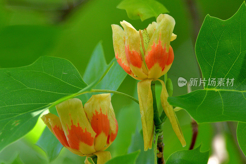 郁金香树/鹅掌郁金香/黄色流行:花